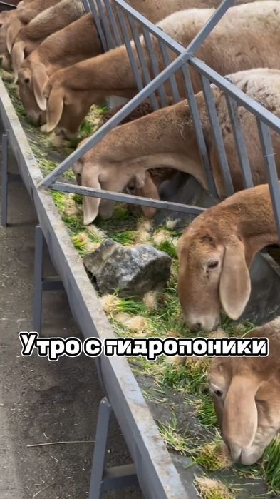 Гидропонный корм - подносы
