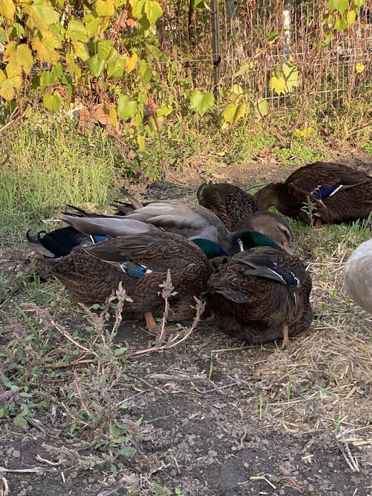Rațe si rațoi rouen salbatic