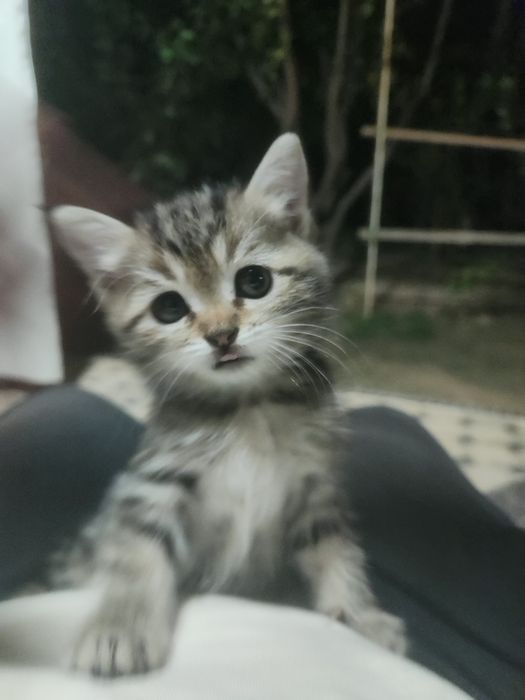 Продаётся котёнок шиншила