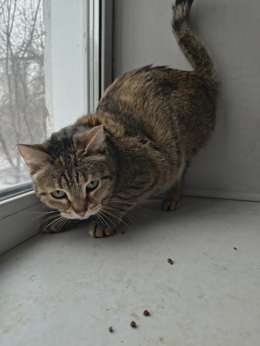 Отдам кошечку в добрые руки