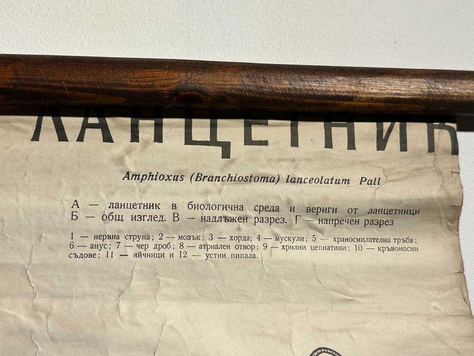 Соц Учебни Плакати Постери Ботаника