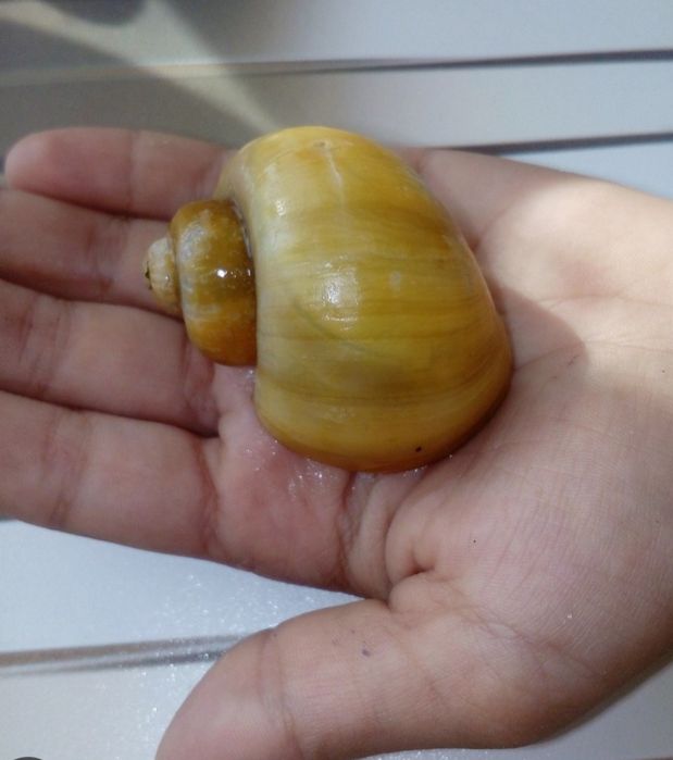 Улитки Ампулярии крупные.