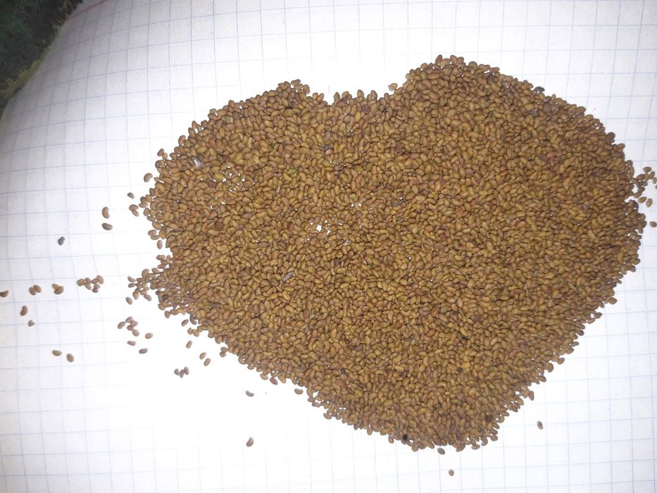 Магниттелген Семена люцерна жоңышқа тұқымы