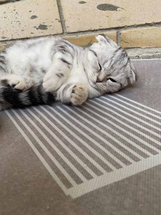 Шотландский кошки
