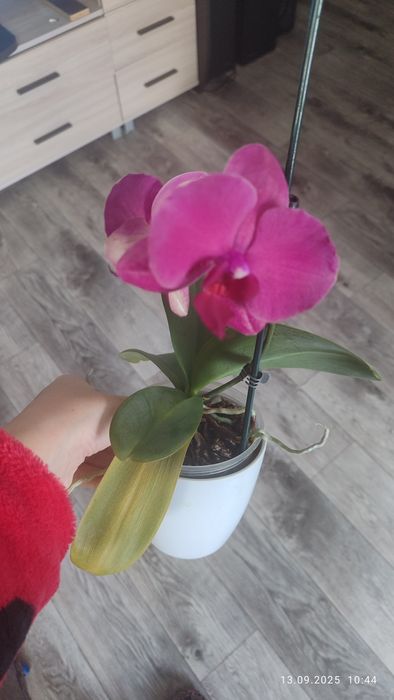 Продам орхидеи..