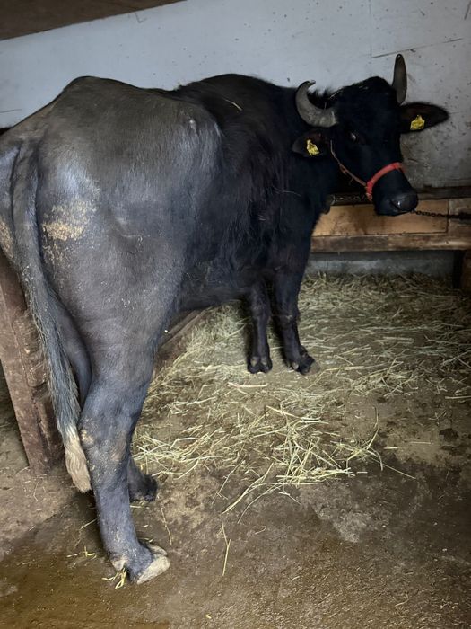 Bivolițe de vanzare