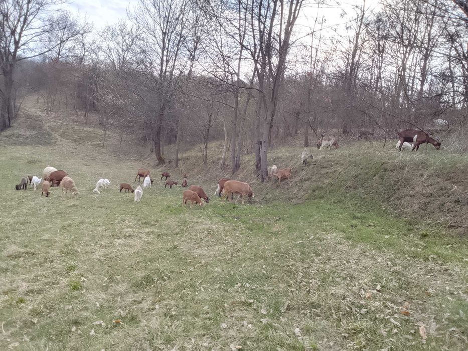 Miei, iezi, berbeci, tapi si capre, rase de carne si de lapte