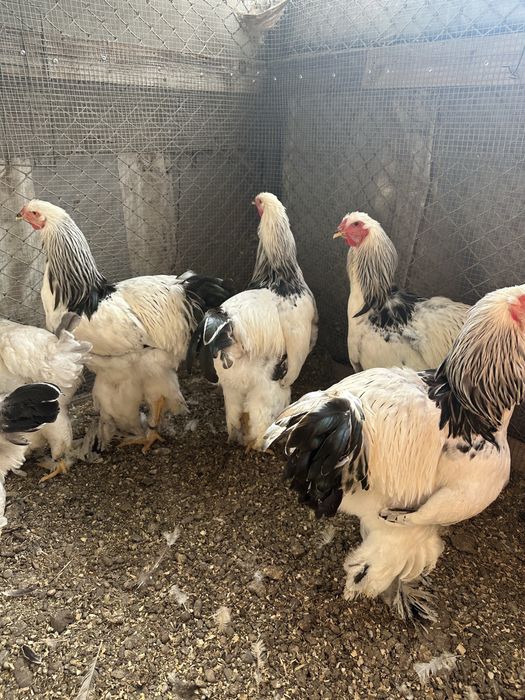 Cocosi brahma HD
