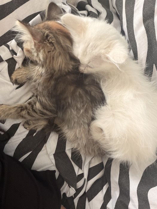 Отдам даром котят