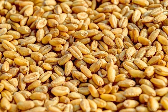 Продавам пшеница (жито).
