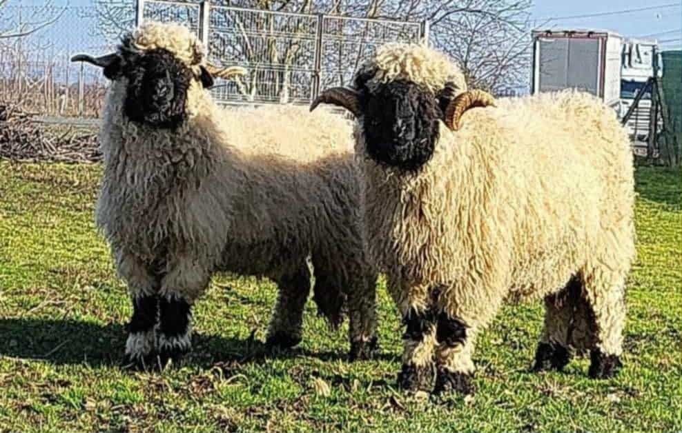 Oi valais blacknose