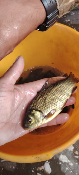 Рыбалка живцы карась