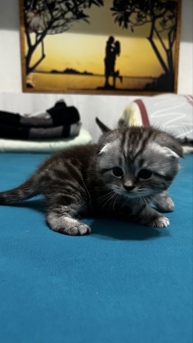 Продам котенка вислоухого