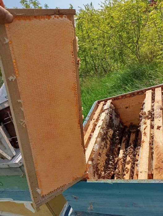 Vând  miere de rapiță en-gros