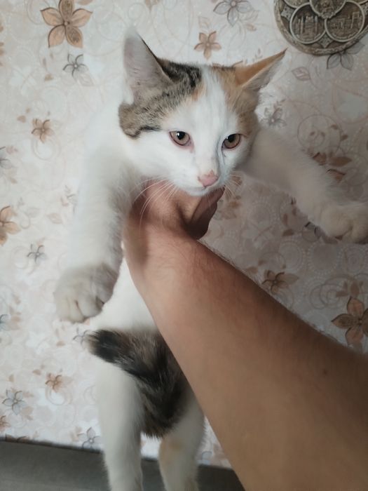Кошка девочка почти 3 месяца