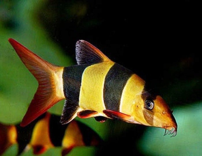 Боция клоун аквариумная рыба