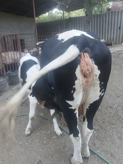 Vaca gestanta cu vitea de 4 luni