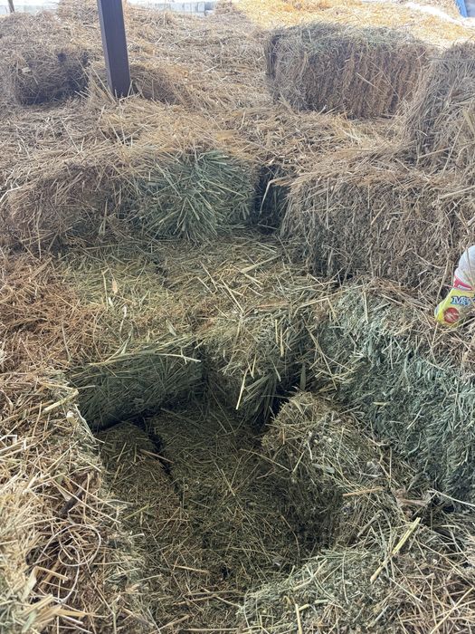 Продается клевер,1500 тенге 1 тюк