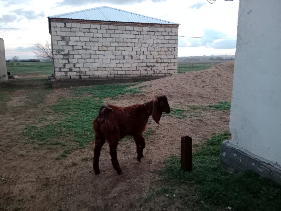 Нуб комари сатылады