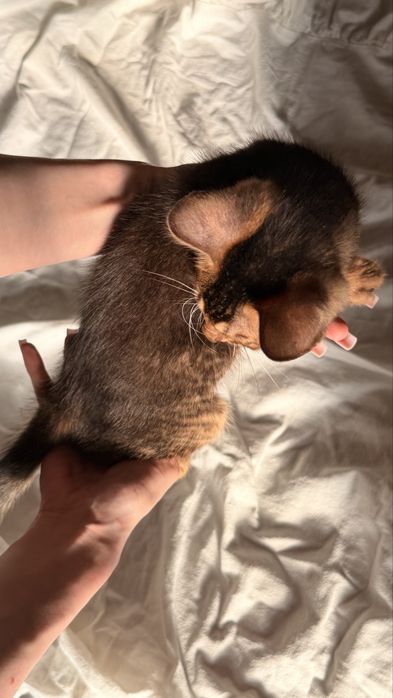 абиссинские котята
