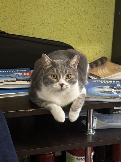 Отдаем кота в добрые руки.