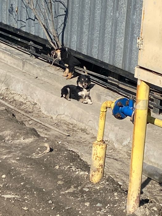 Собака дворняга 2 месяца