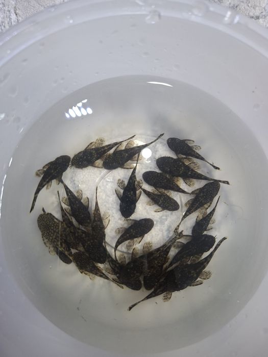 Аквариумные рыбки