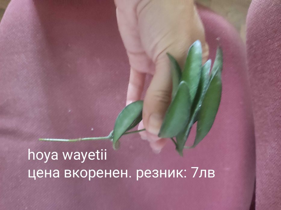 Растения хоя (различни видове)