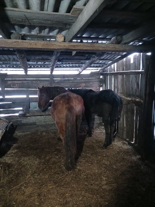 Продам Бие,тай на откорме