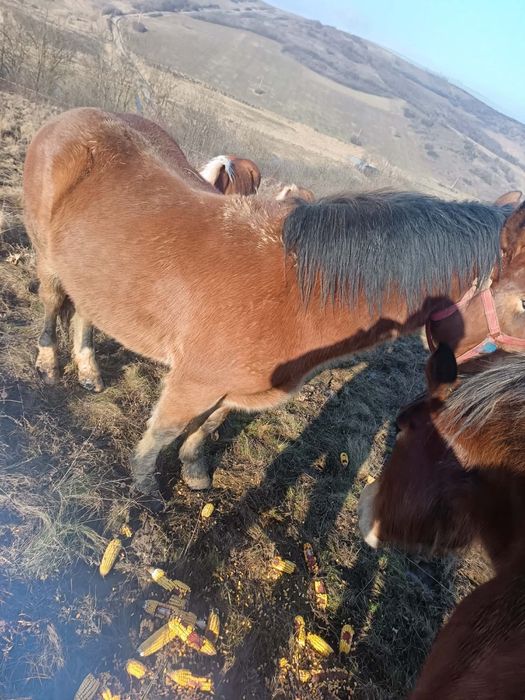 Vand  doi manji si o iapa