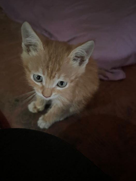 Рыжий котенок, мальчик