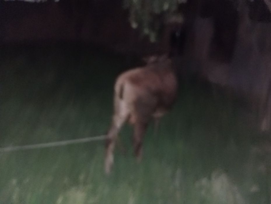 Бұқа өгіз сатылады
