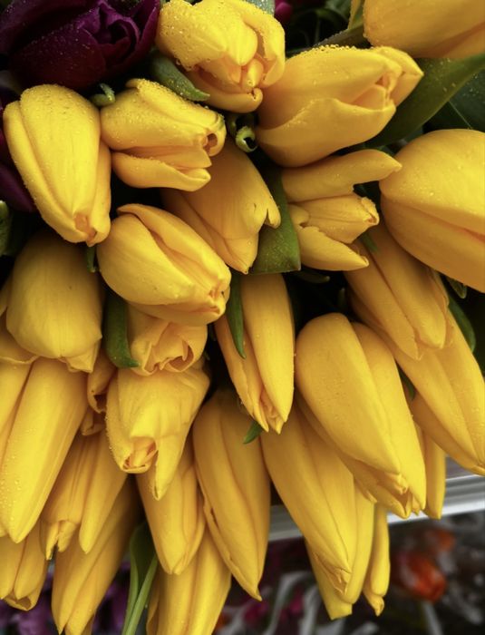 Тюльпаны с луковицей