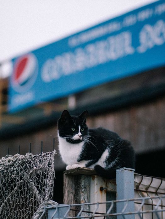 7 Artisans 55mm F1.4 montura micro four thirds Olympus/ Panasonic