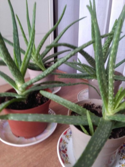 Алоэ  возраст 3 года