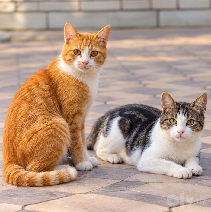 Котики в добрые руки даром