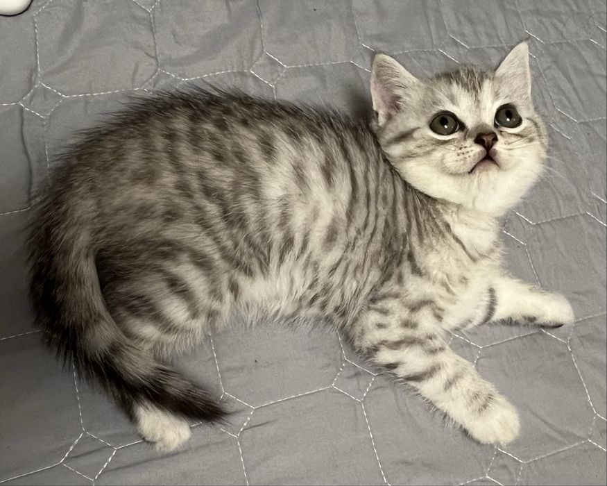 Шотландский котенок