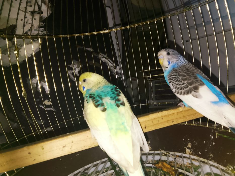 Волнистый попугайлар сатылады .