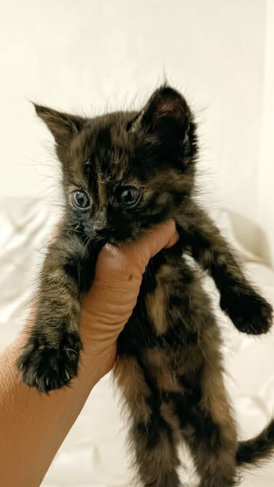 Милые дворянских кровей малютки