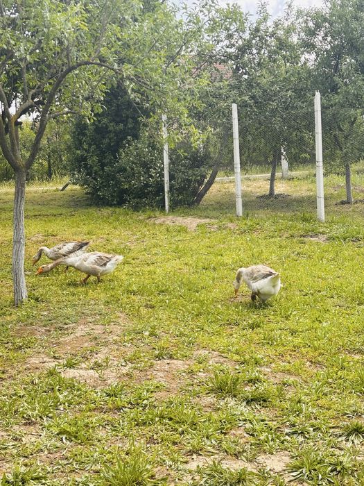 Oua de gasca romanesti