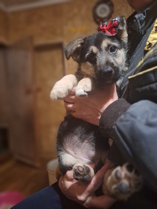 Очаровательные малыши звоночки