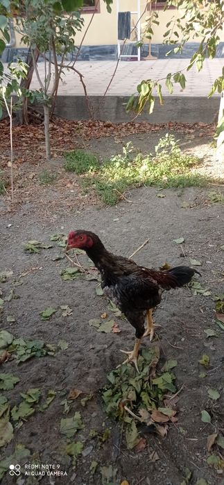 Juja sotiladi. 6 oylik jujalar. Kulangi