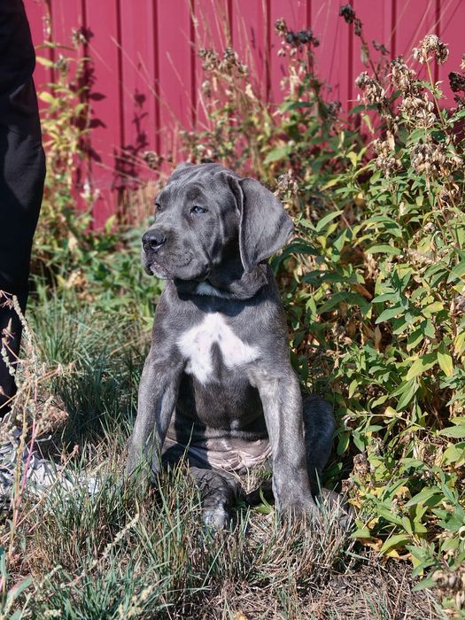 Щенки кане-корсо