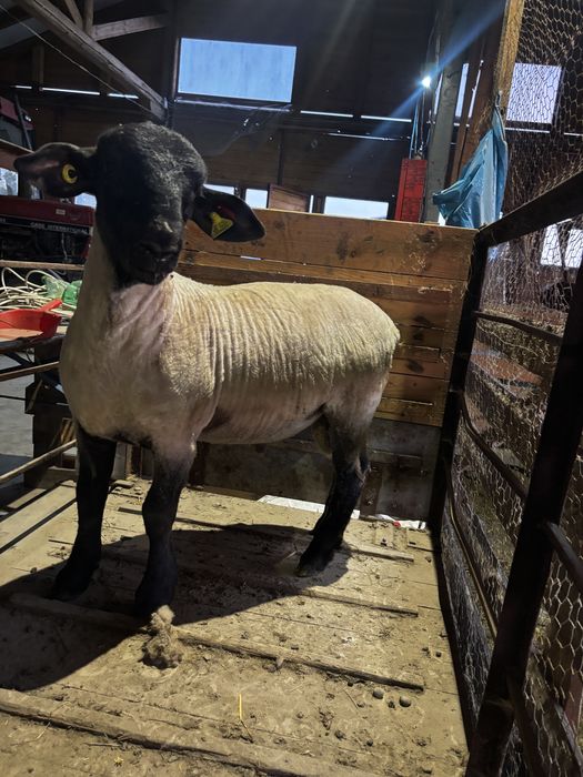 Berbecuti Suffolk pentru reproductie
