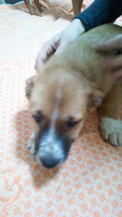 Щенки домашние 3месяца