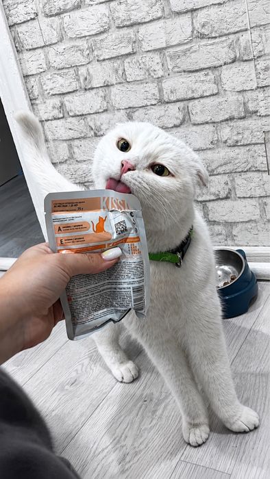 продам шотландского вислоухого кота