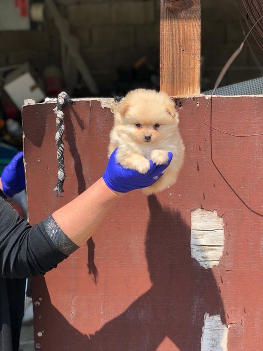 Померан Мини Мини