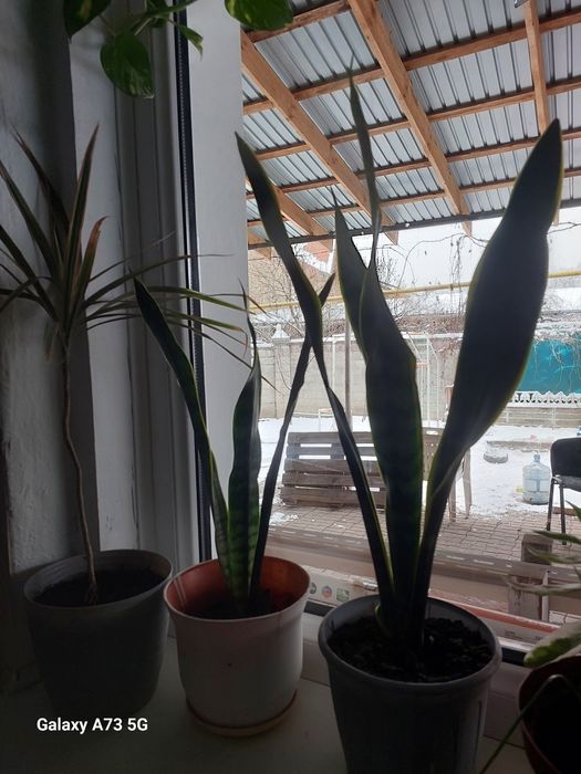 Продам  Сансевиерии (щучий хвост)