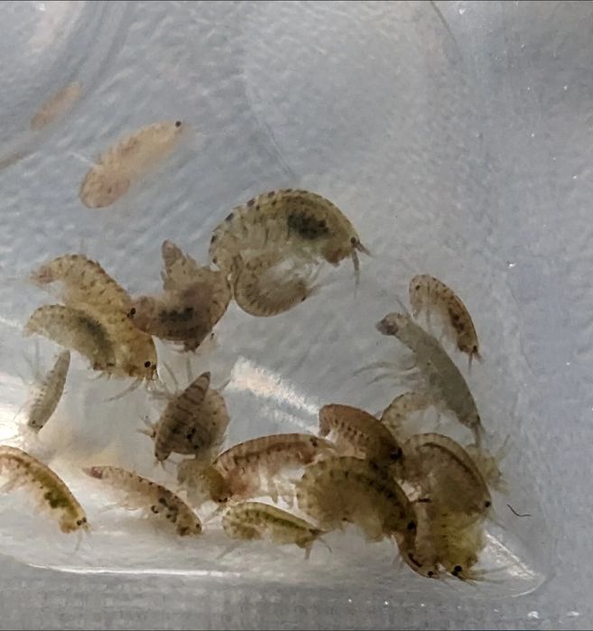 Hrana vie gammarus