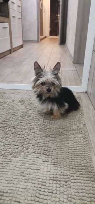 Йорки-мъжко, взички ваксини са поставени!